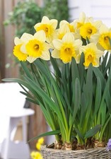 10  Bulbes de Narcisses Goblet