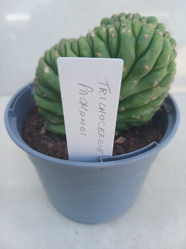 Cereus cristate tripac cactus - cereus,