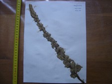 Annees 50 PLANCHE d'HERBIER du Gard Herbarium Planche Naturelle 23