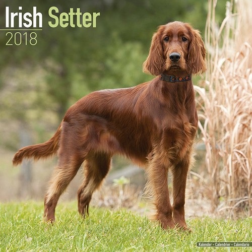 Calendrier 2018 setter - 2018,