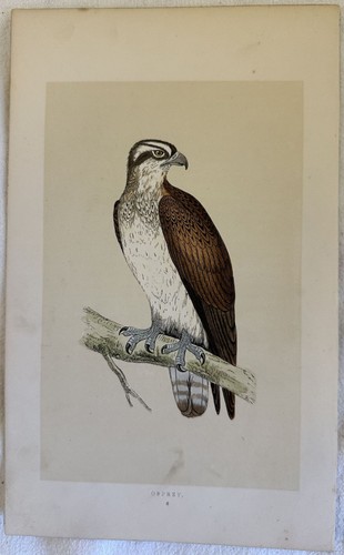 Osprey falco pêcheur pandion - falco,