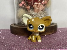 🌸Petshop Chien Papillon