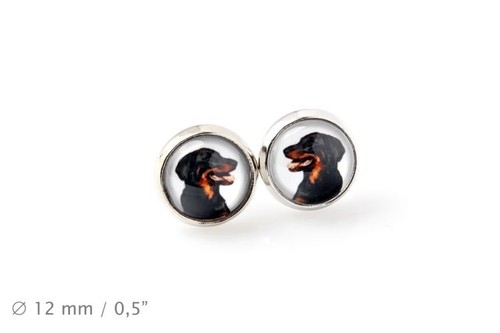 Beauceron animaux domestiques - animaux,