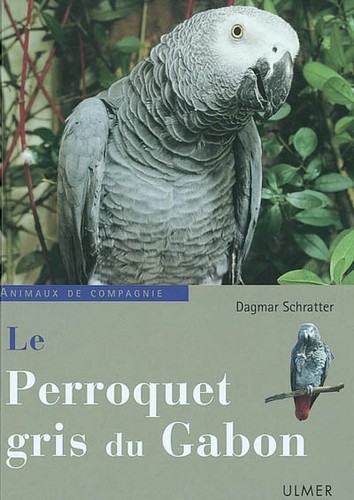 Perroquet gris gabon - le,