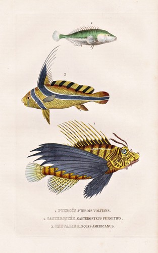 Poisson lion rouge - poisson,
