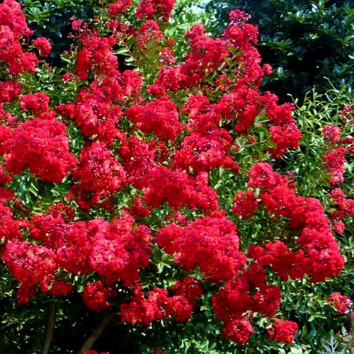 Arbuste ornemental fleuri