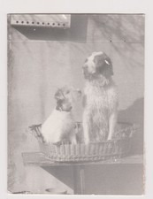 Antique Photo ?️ Two Dogs Share Basket in Peaceful Interior
