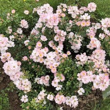 Rosa Sans Contraintes® 'Ciel