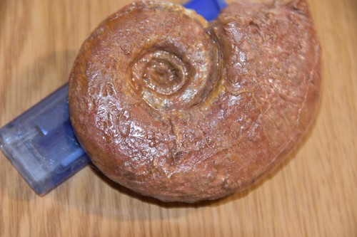 Ammonite lytoceras toarcense - lytoceras,