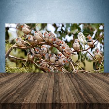 Crédence de cuisine en verre