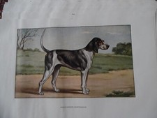 Engravings: Hunting dog: Anglo-Gascon Saintongeois - 26/17 cm - 1950