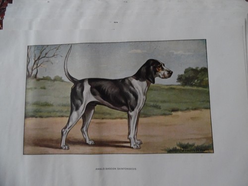 Gravures chien de chasse - :,