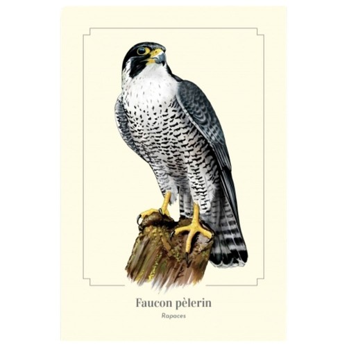 Faucon pèlerin carte - faucon,