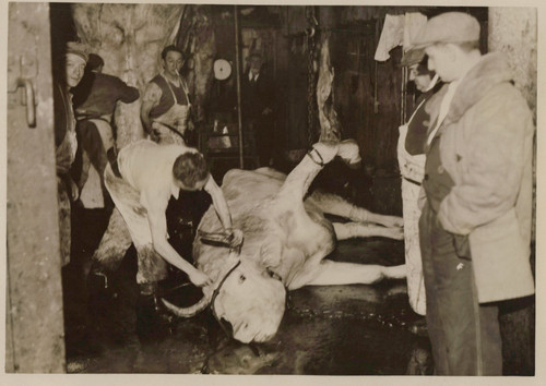 Grève aux abattoirs - de, la