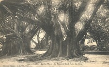 Alger Jardin d'Essai Le Bassin