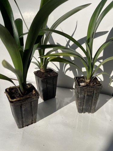 Orange clivia pack lily - clivia,