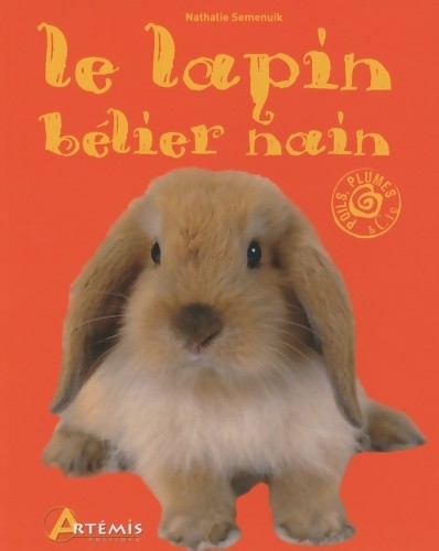 Lapin bélier nain - lapin,