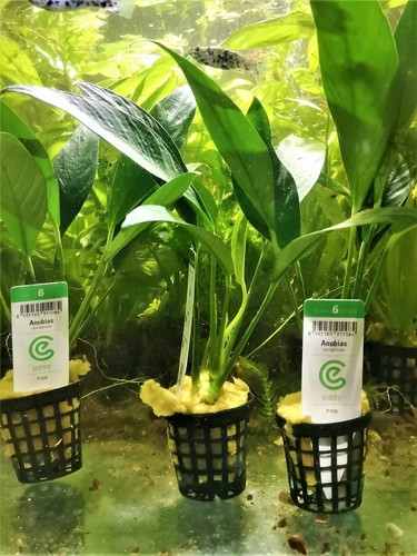 Anubia congensis plante - anubia,
