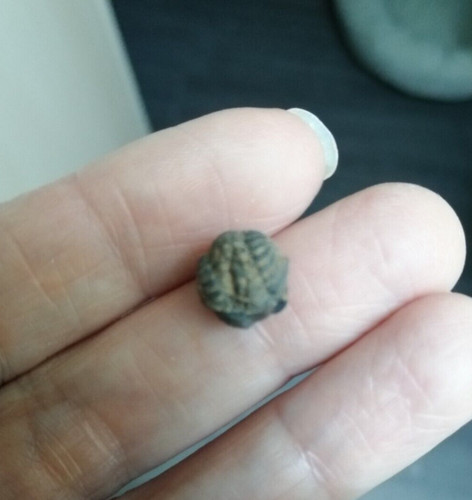 Trilobite phacops 1 - trilobite, /