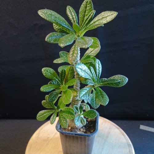 Dorstenia gigas caudex rare - gigas,,