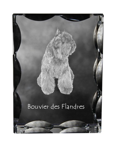 Collier flandrischer treibhund - collier,