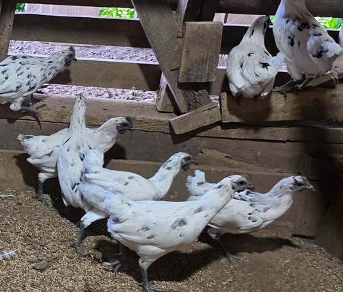 Zombie ayam cemani - zombie, (ayam