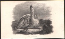 1855 gravure originale héron