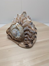 Magnifique Coquillage Conque 