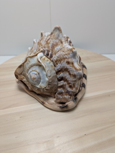 Magnifique coquillage conque - magnifique,