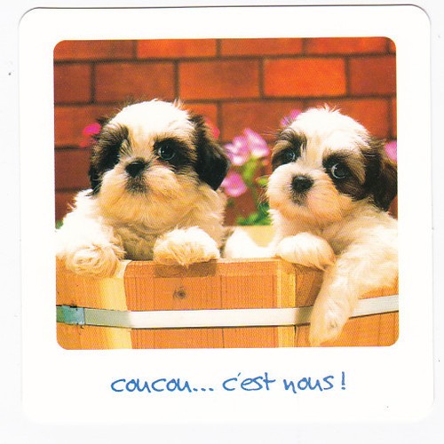 Chien chiot chiens carte - chiot,