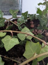 Phasme baton né en septembre