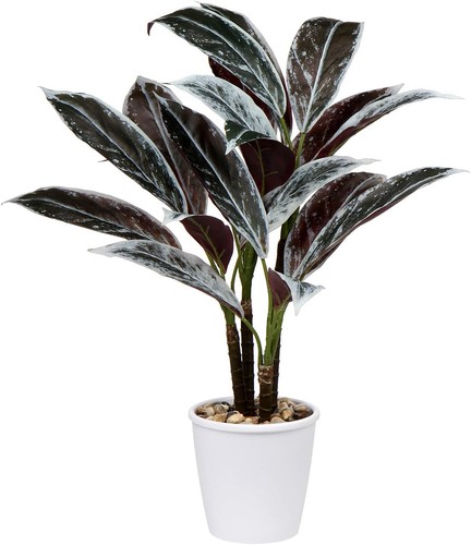 Briful 63cm grande plante - grande,