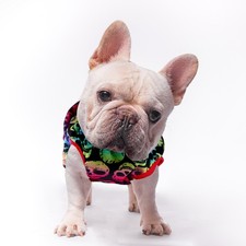  Deguisement Pour Chien
