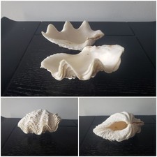 Coquillage Bénitier, Océan Pacifique