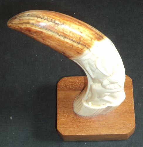 Rare dent phacochère - de,