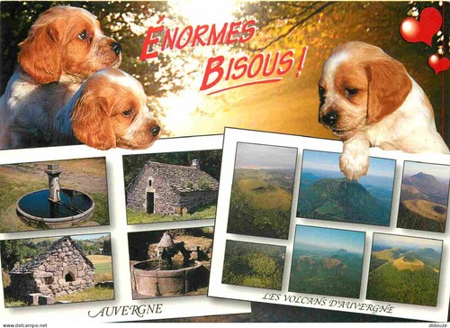 Carte postale animaux - -,