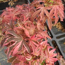 Acer palmatum 'Shirazz' -