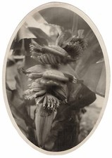 photo silver print c.1920 the banana flower - Africa Africa Botanical