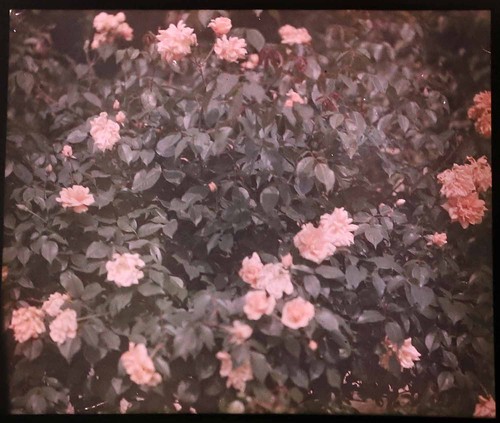 Photographie autochrome - ,