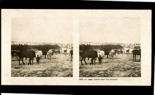 War 1914-18, At the camp, Shelters for horses, ca.1914, stereo print d&#03