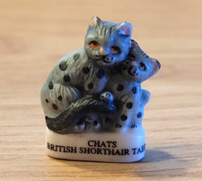 Fève - Chat British Shorthair