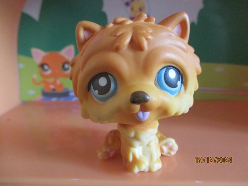 Petshop chien chow - chow, /