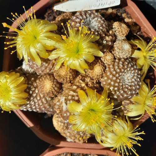 Copiapoa laui cactus vivante - copiapoa,