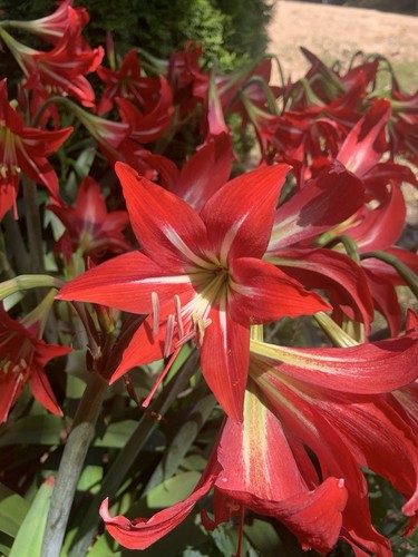 Red amaryllis bulb - amaryllis,