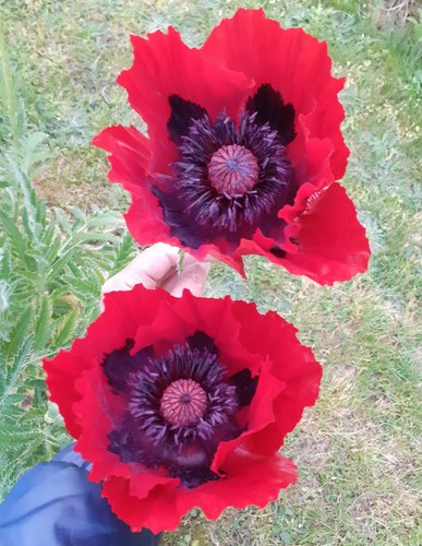 Papaver bracteatum pavot - papaver,