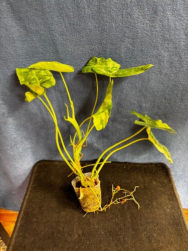 Philodendron burle marx - philodendron,