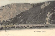 Belgique - FREŸR (Namur) Un troupeau de moutons - Ed. Nels Série 7 N. 37