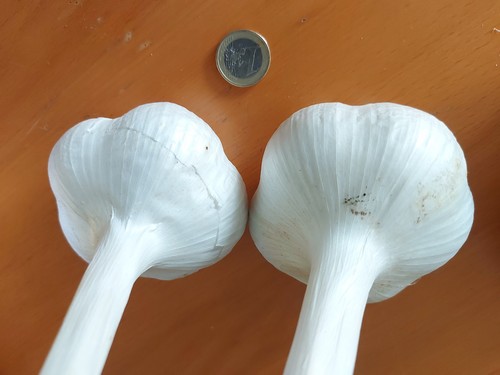 Ail éléphant certifié bio - Éléphant, 5