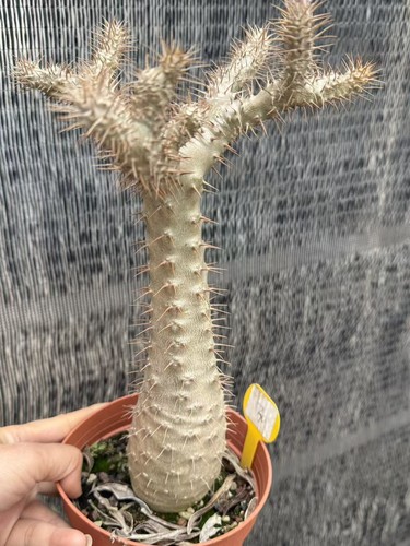 Pachypodium rosulatum