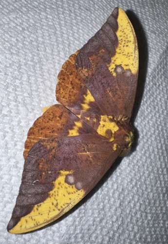 Nfj26 imperial moth - -,